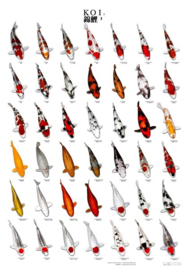 Koi Poster nr.3 Gelamineerd 68 x 90 cm