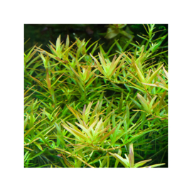 Rotala H'ra
