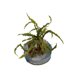 Cryptocoryne crispatula