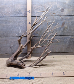 Talawa Wood TW006