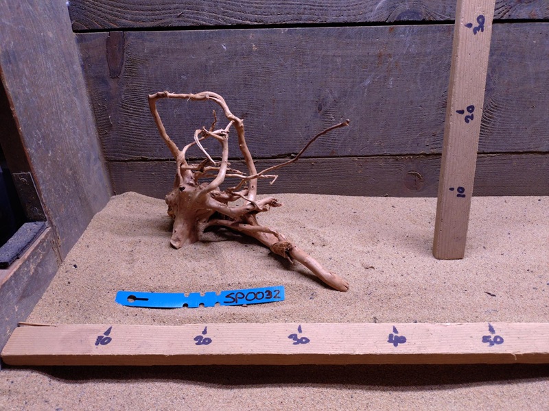 Spiderwood SP0032