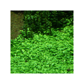 Glossostigma elatinoides