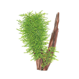 Spiky Moss Tropica kuipje
