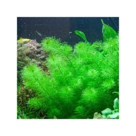 Myriophyllum sp. "guyana"