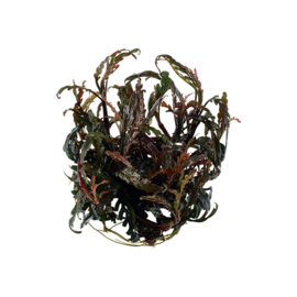 Hygrophila pinnatifida