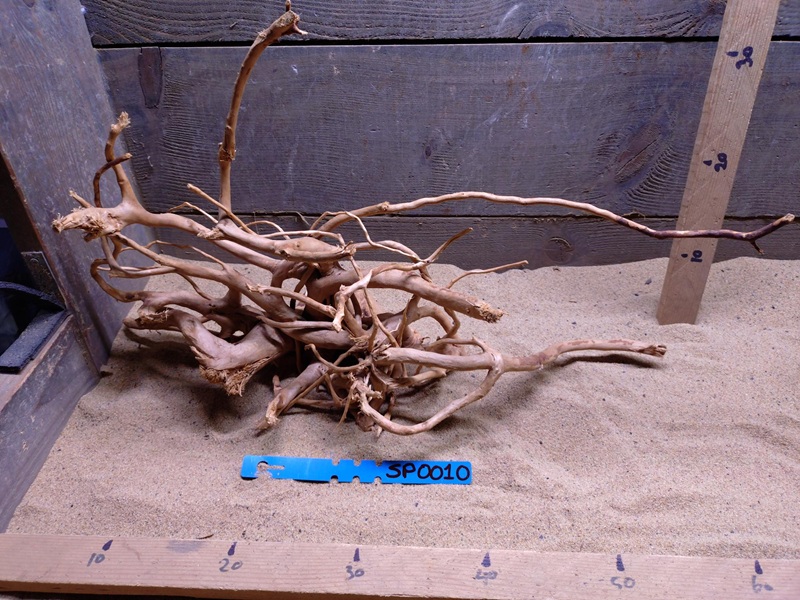 Spiderwood SP0010