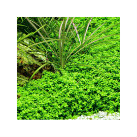 Hemianthus callitrichoides "Cuba"