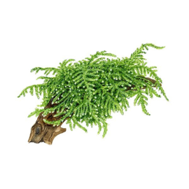 Weeping Moss Tropica kuipje