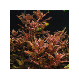 Rotala macrandra