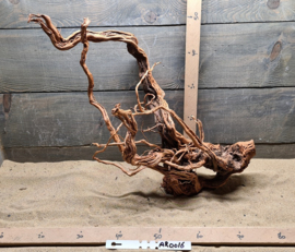 Azalea Root AR0016