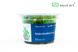 Rotala rotundifolia Green