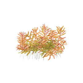 Rotala H'ra