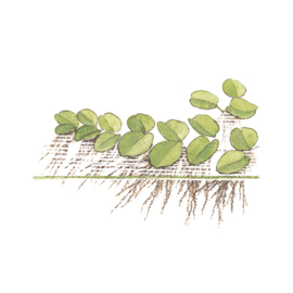 Salvinia minima