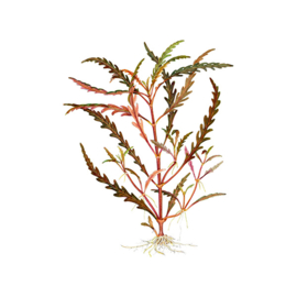 Hygrophila pinnatifida