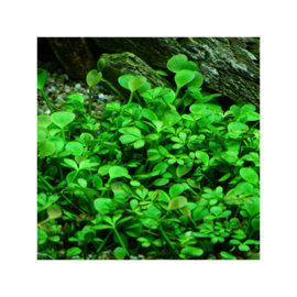 Marsilea hirsuta