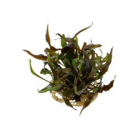 Cryptocoryne undulatus "Broad Leaf"