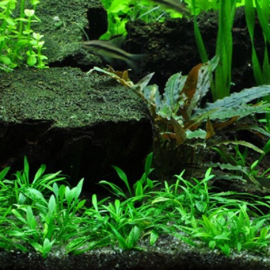 Cryptocoryne parva