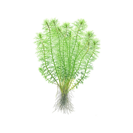 Myriophyllum sp. "guyana"