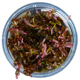 Rotala rotundifolia "blood red"