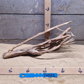 Talawa Wood TW021