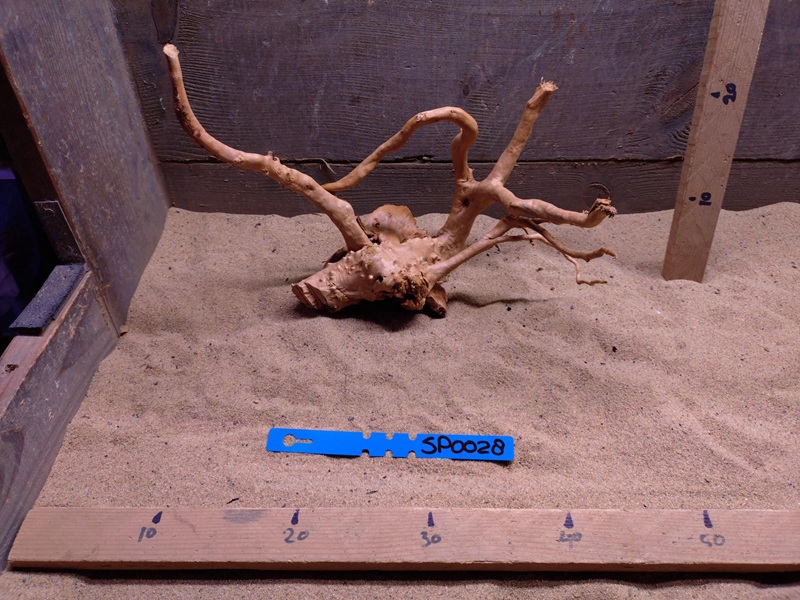 Spiderwood SP0028