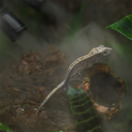 Habistat Humidifier (mistmaker)