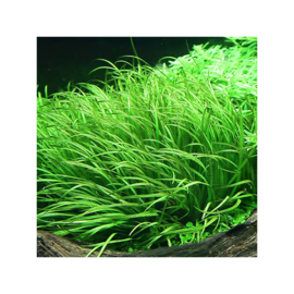 Blyxa japonica