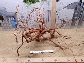 Azalea root AR0011