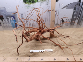 Azalea Root AR0011