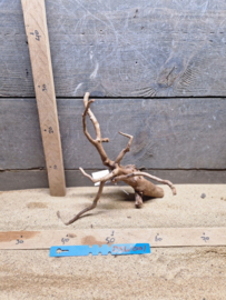 Dark Spiderwood