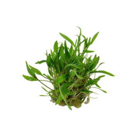 Cryptocoryne wendtii "Green"