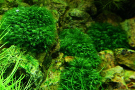 Fissidens fontanus - Phoenix Moss - Vedermos