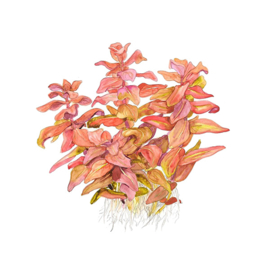 Rotala macrandra