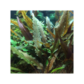 Cryptocoryne undulatus "Broad Leaf"