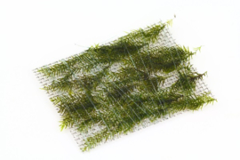 Fissidens fontanus - Phoenix Moss - Vedermos