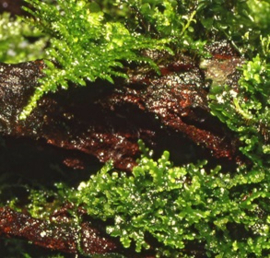 Riccardia chamedryfolia 'Coral' - Coral Moss - Koraalmos