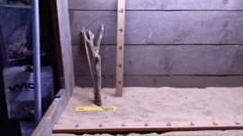 Talawa Wood TW013