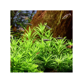 Pogostemon helferi Ecoscape