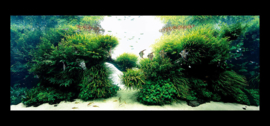 ADA The Art of Nature Aquarium