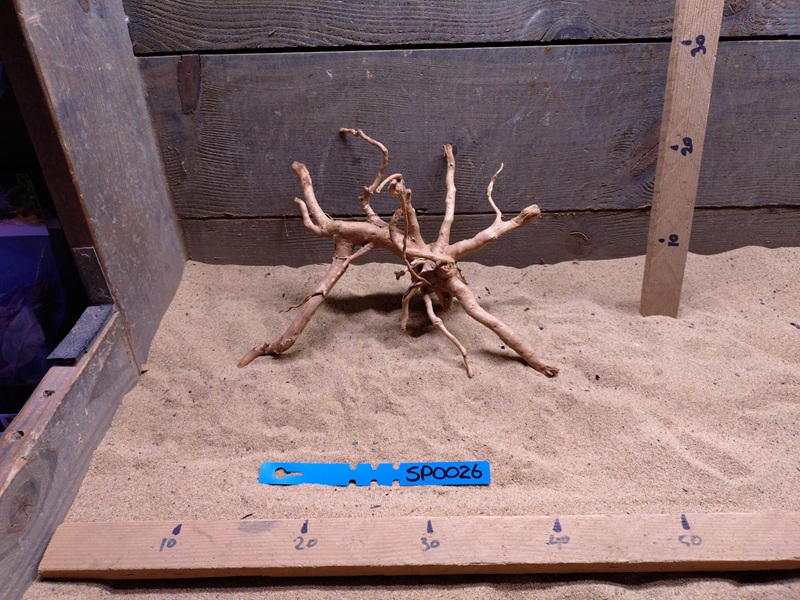 Spiderwood SP0026