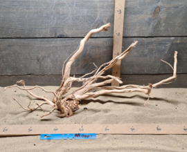 Azalea Root AR0001
