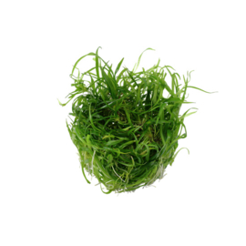 Juncus repens