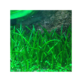 Littorella uniflora