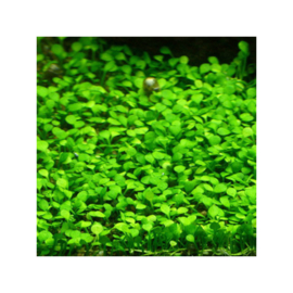 Marsilea crenata / minuta
