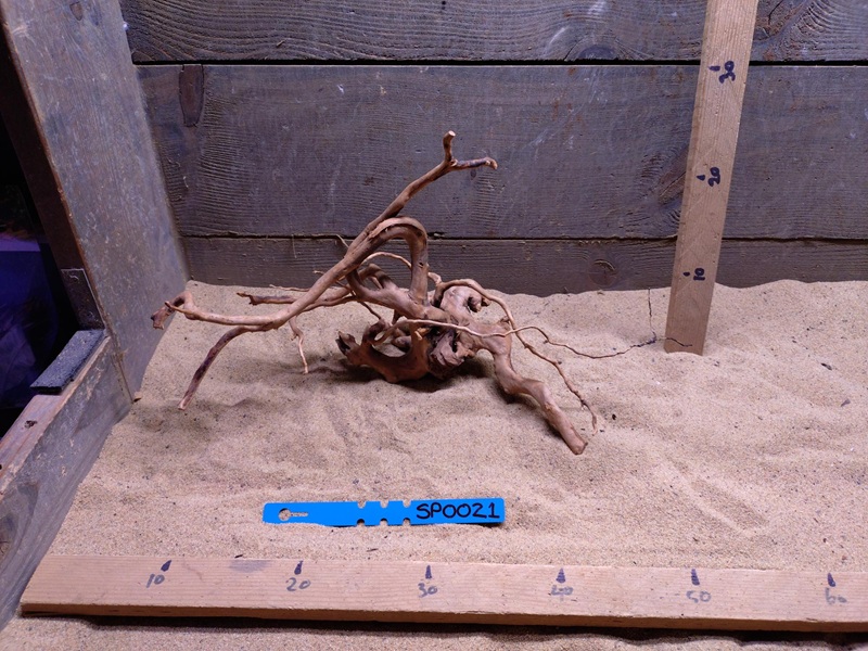 Spiderwood SP0021