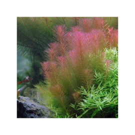 Rotala wallichii