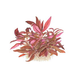 Alternanthera reineckii Mini