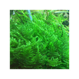 Taxiphyllum sp. Taiwan