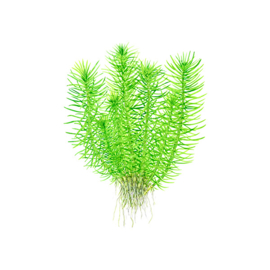 Pogostemon deccanensis (erectus)