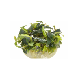 Bucephalandra "Wavy Green" - In Vitro Cup